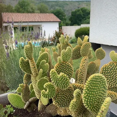 بيت للعطل Villa Buna